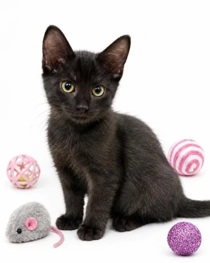 A baby small-sized male Domestic Short Hair cat named Keilbasa for adoption in Cumming, GA