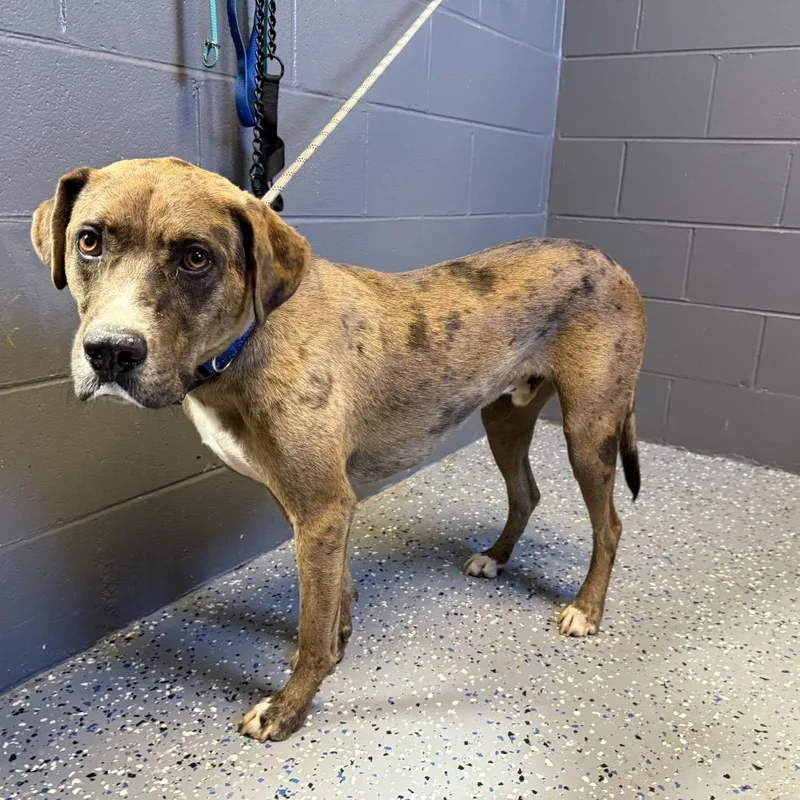 A young large-sized male Brown / Chocolate Catahoula Leopard Dog dog named Spooky for adoption in Tuscaloosa, AL