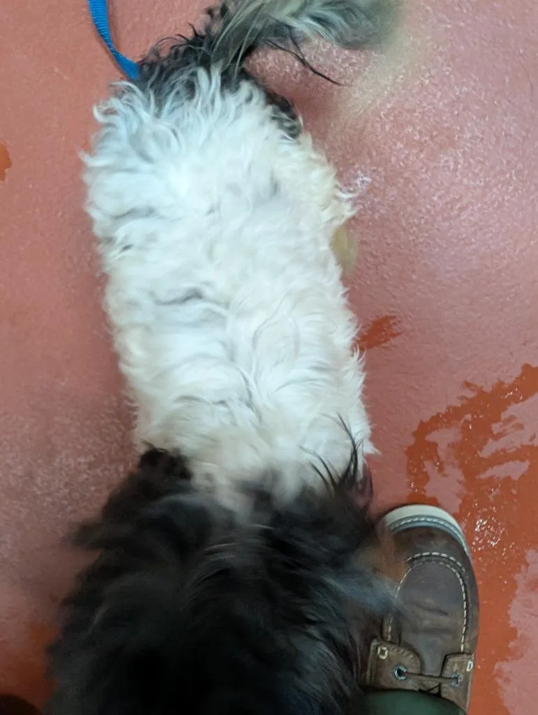 An adult small-sized male Shih Tzu dog named Oreo for adoption in Douglasville, GA