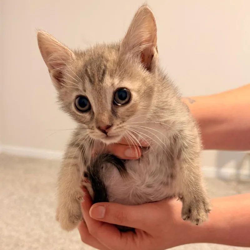 A baby small-sized female Cream / Ivory American Shorthair cat named Cinnamon for adoption in Bessemer, AL