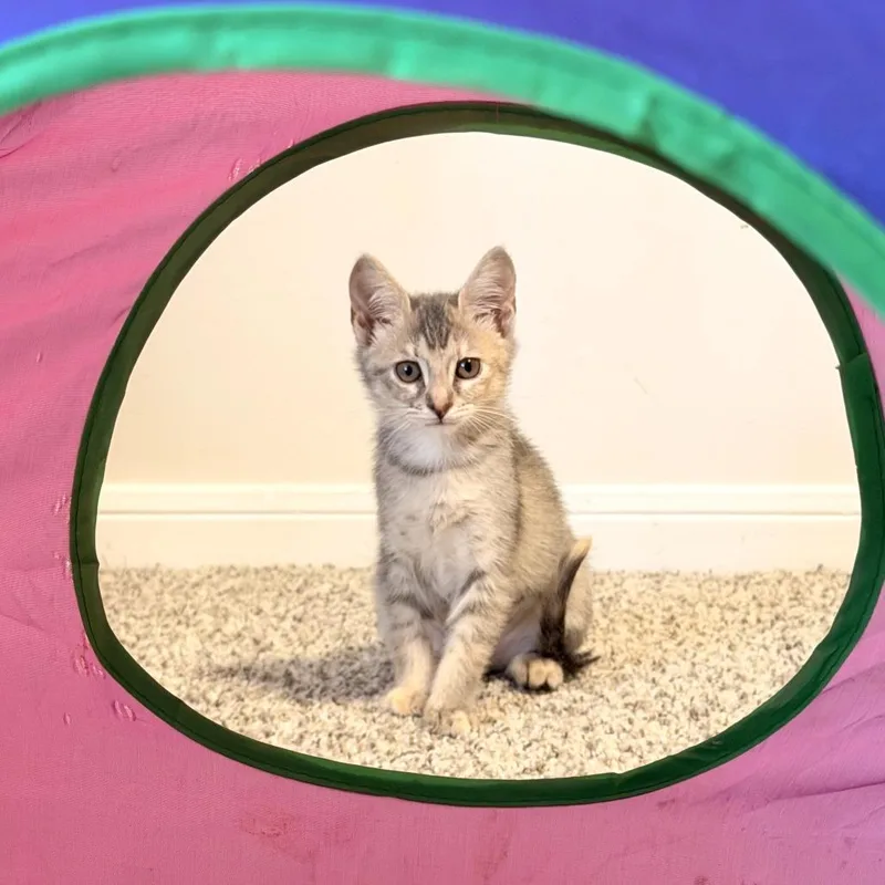 Cinnamon thumbnail 3