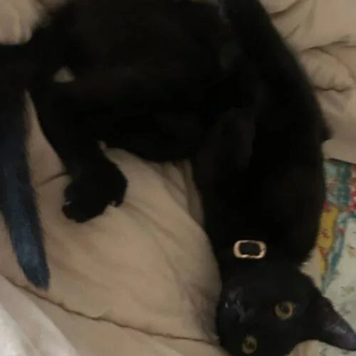 A baby medium-sized male Domestic Short Hair cat named Vader for adoption in Gilbert, AZ