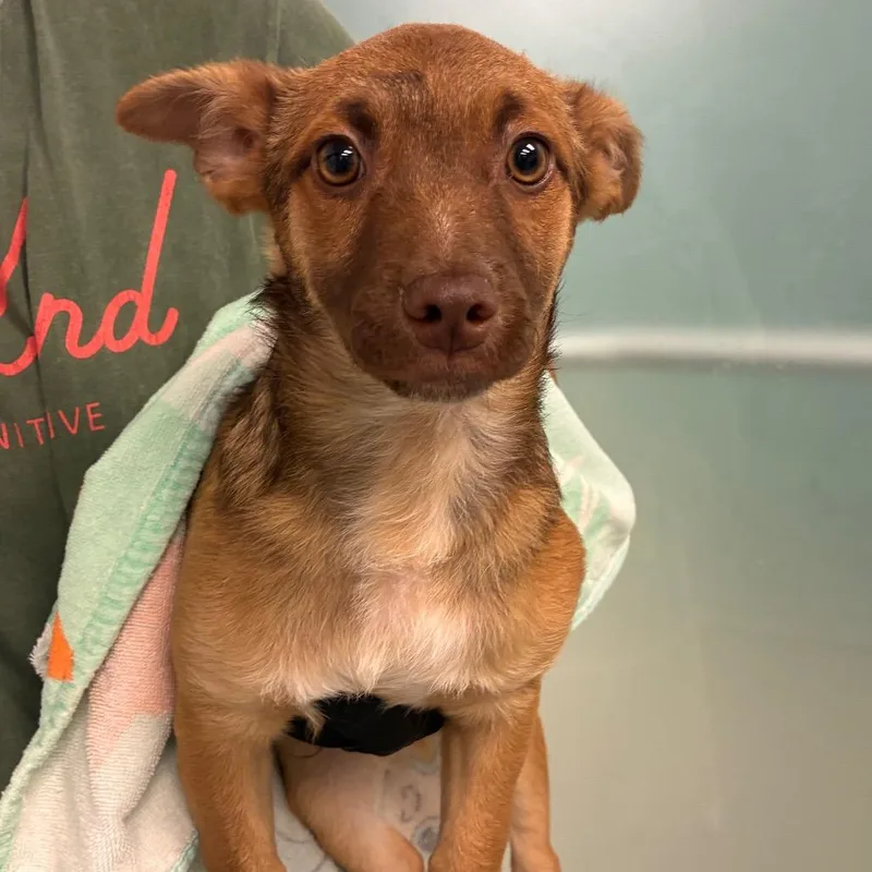 A baby small-sized male Yellow / Tan / Blond / Fawn Chihuahua dog named Twix for adoption in Abilene, TX