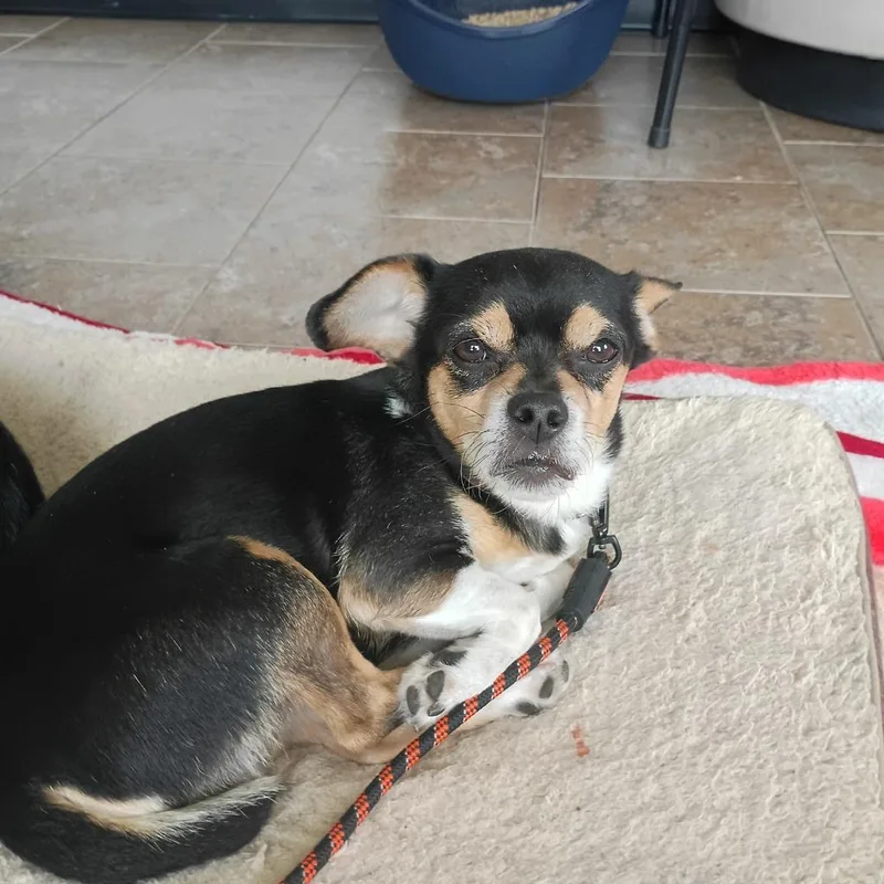 An adult medium-sized male Pug dog named Marley for adoption in Ashland, WI