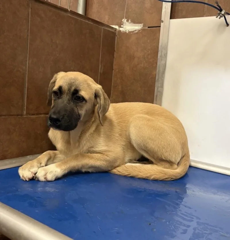 A baby extra large-sized female Tricolor (Brown, Black, & White) Anatolian Shepherd dog named Aria for adoption in Boulder, CO