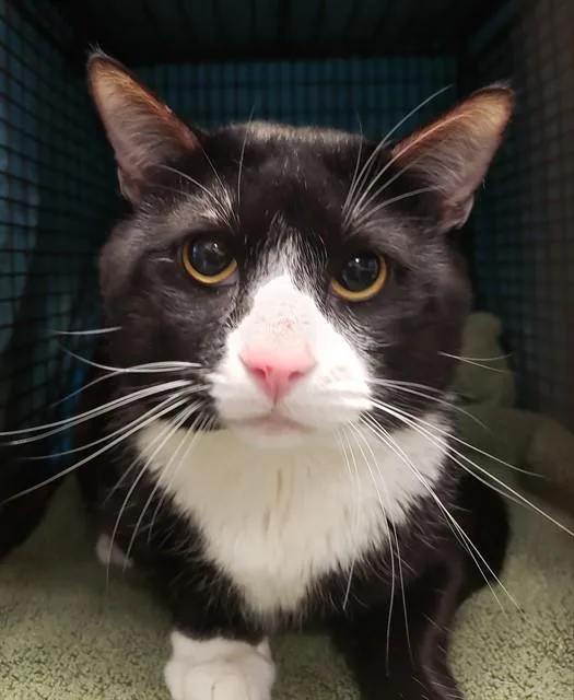 A young small-sized male Domestic Short Hair cat named Chaos for adoption in Tucson, AZ