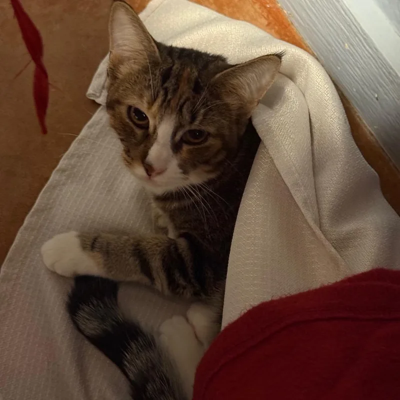 Muenster thumbnail 2