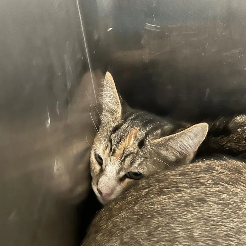 Muenster thumbnail 3