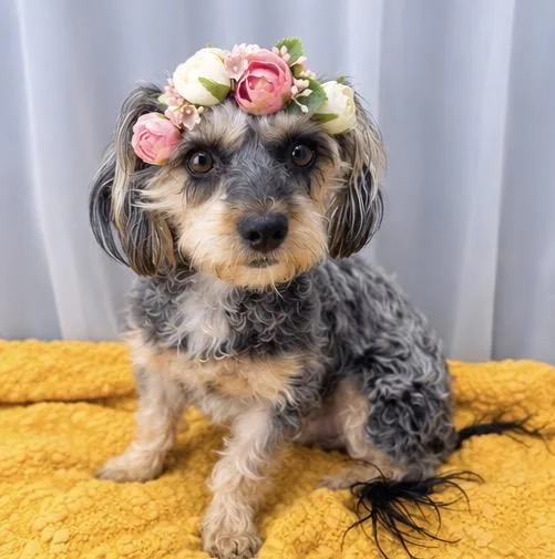 Jasmine thumbnail 5
