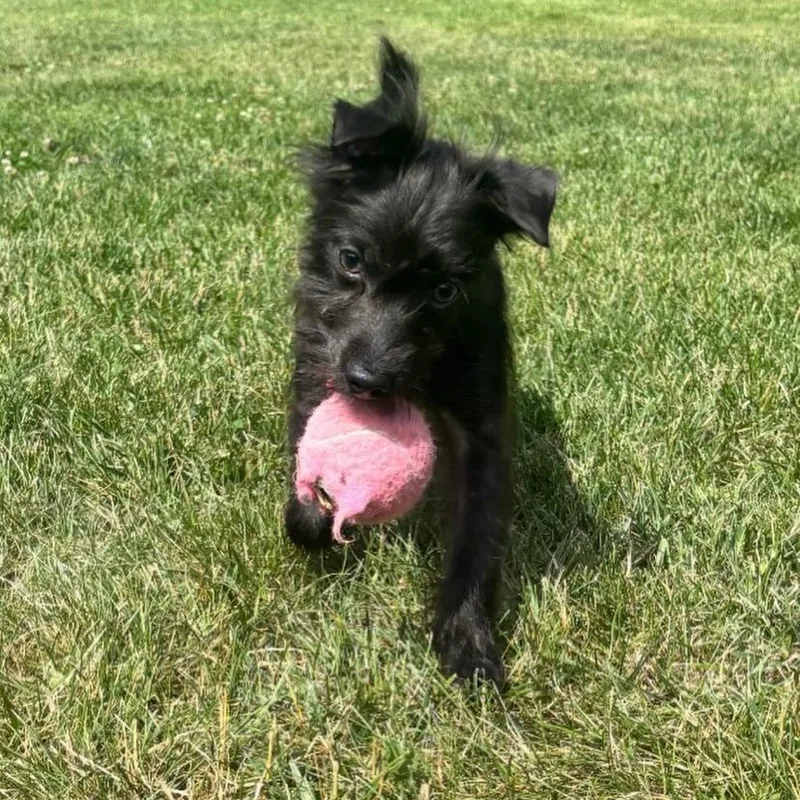 A baby small-sized male Terrier dog named Harvey for adoption in Philadelphia, PA