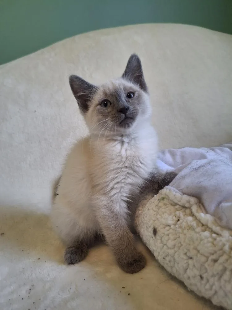 A baby small-sized female Domestic Short Hair cat named Ciabatta G. for adoption in Peoria, IL