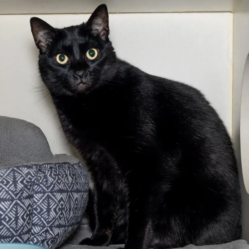 An adult medium-sized female Black Domestic Short Hair cat named Cocoa for adoption in Victor, NY
