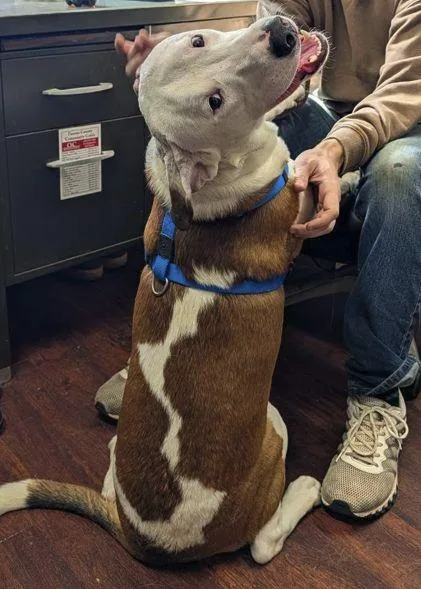 A young large-sized female Mixed Breed dog named Buck Scas for adoption in Rockaway, NJ