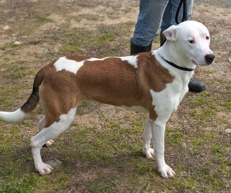 Buck Scas thumbnail 2