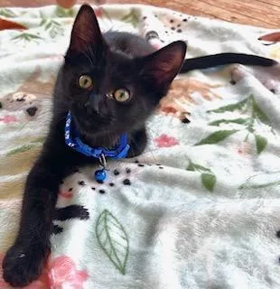 A baby medium-sized male Black Domestic Short Hair cat named Jett for adoption in Valley City, ND