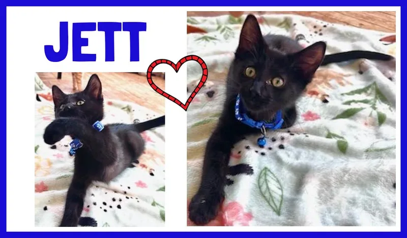 Jett thumbnail 3