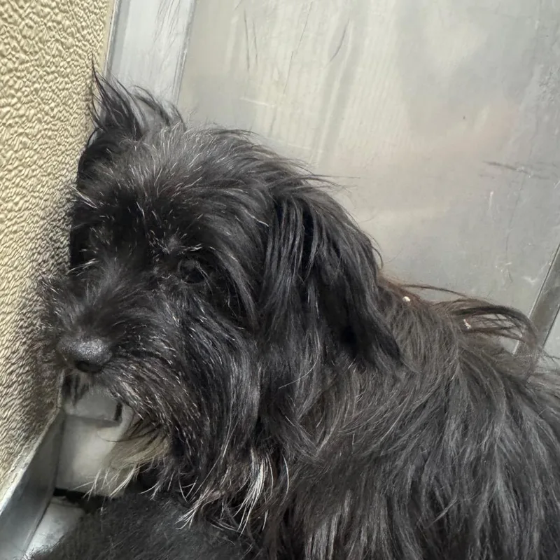 An adult small-sized male Black Mixed Breed dog named Sap for adoption in Pekin, IL