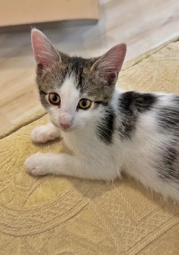 A baby medium-sized female Domestic Short Hair cat named Taffy for adoption in Succasunna, NJ