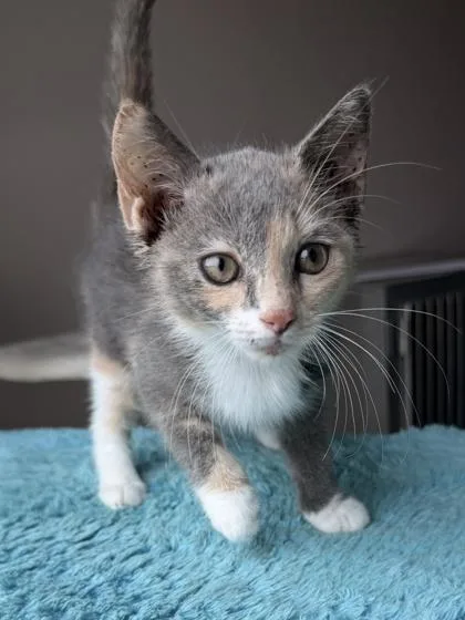 An adult small-sized female Domestic Short Hair cat named Betty for adoption in Barnesville, GA
