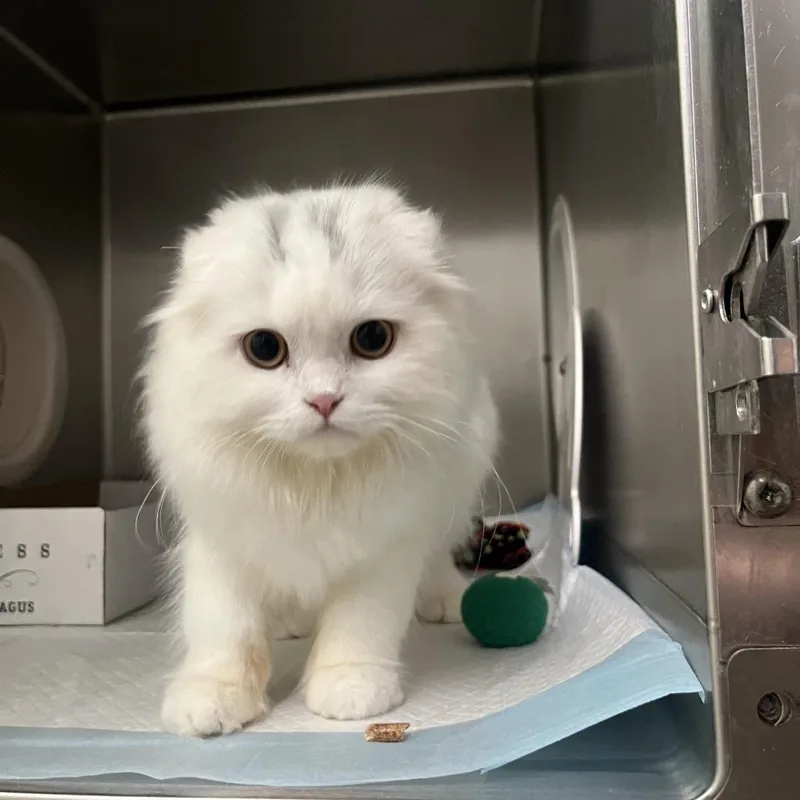 A young medium-sized male White Scottish Fold cat named Gustav for adoption in Spokane, WA