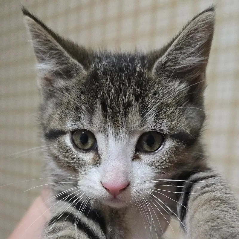 A baby small-sized female Black Domestic Short Hair cat named Muna for adoption in Watertown, NY