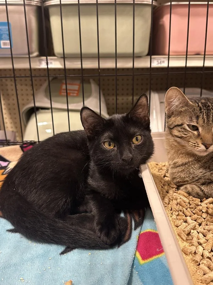 A baby small-sized male Black Domestic Short Hair cat named Benji for adoption in Orlando, FL