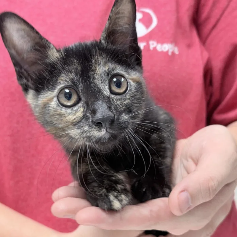 A baby small-sized female Black Domestic Short Hair cat named Kiara for adoption in Pasadena , MD