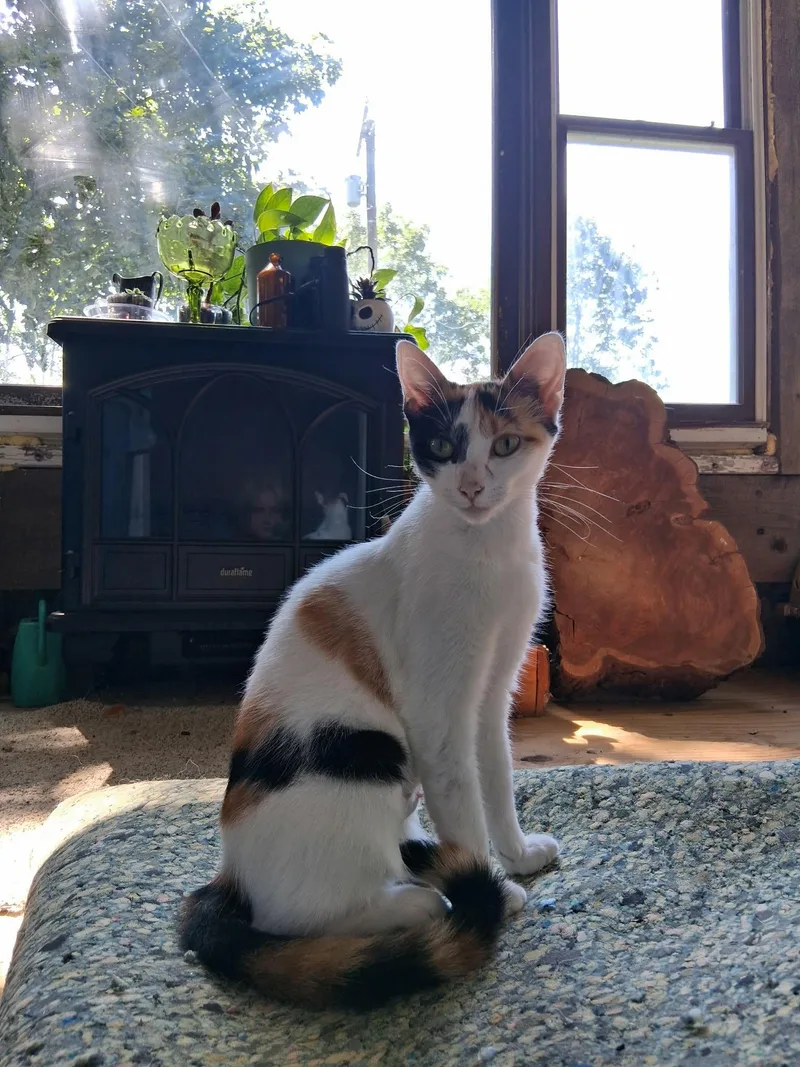 A young small-sized female Calico cat named Ms Eddy for adoption in Newark valley, NY