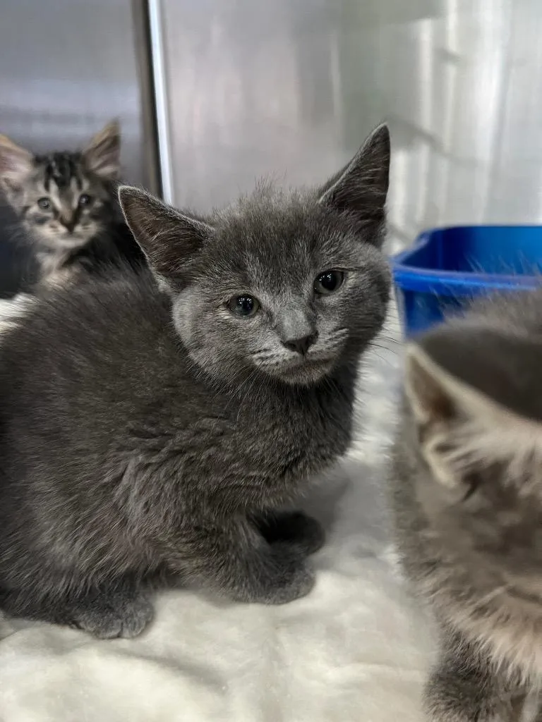 Kitkat