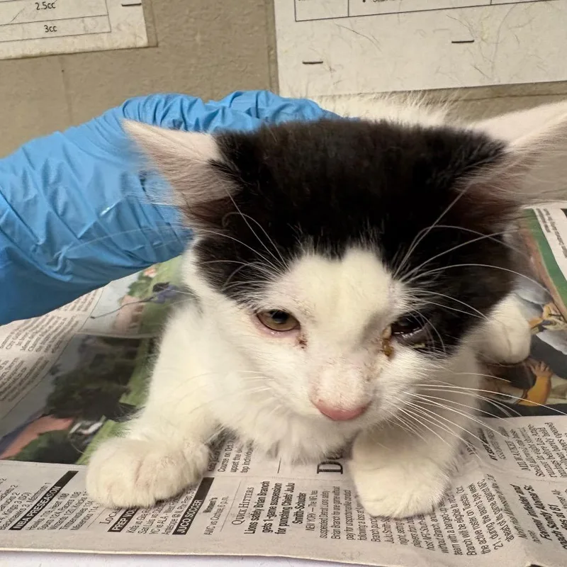 A baby small-sized female White Domestic Medium Hair cat named Molly for adoption in Yuma, AZ