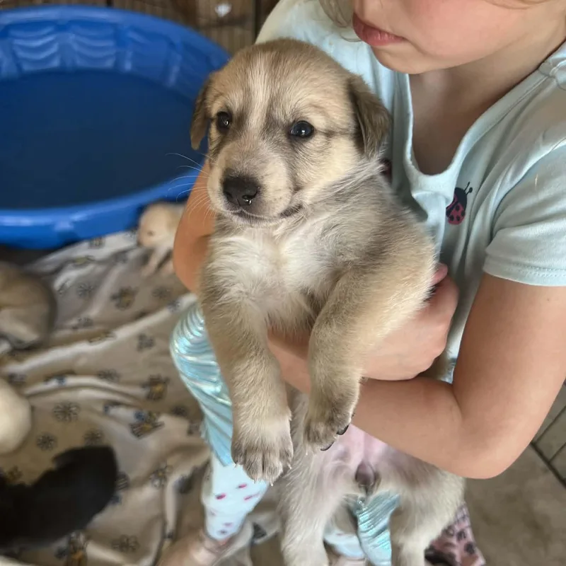 Aphrodite Gs thumbnail 3