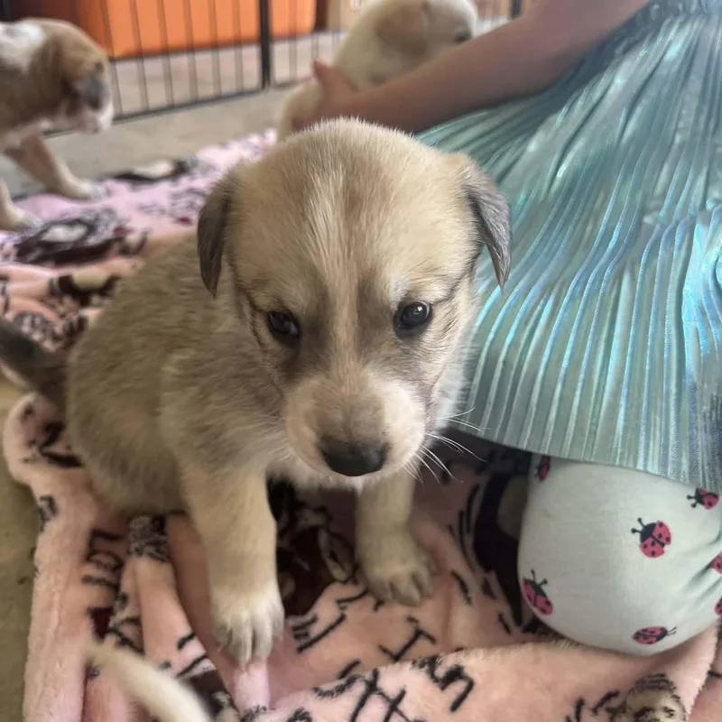 Aphrodite Gs thumbnail 4