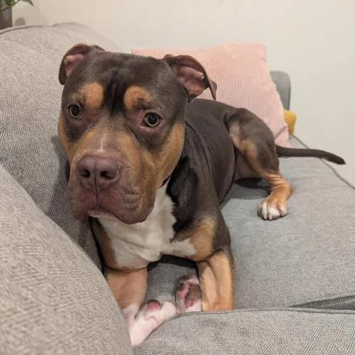 A young large-sized male American Bulldog dog named Aj for adoption in Decatur, GA