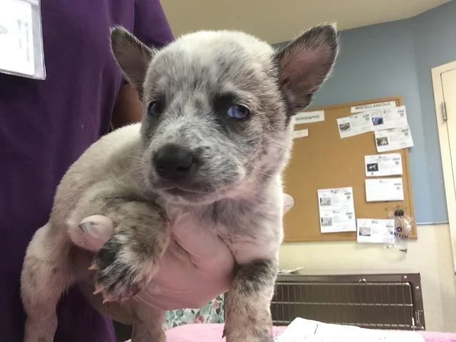 A baby small-sized male Siberian Husky dog named Star for adoption in Riverside, CA
