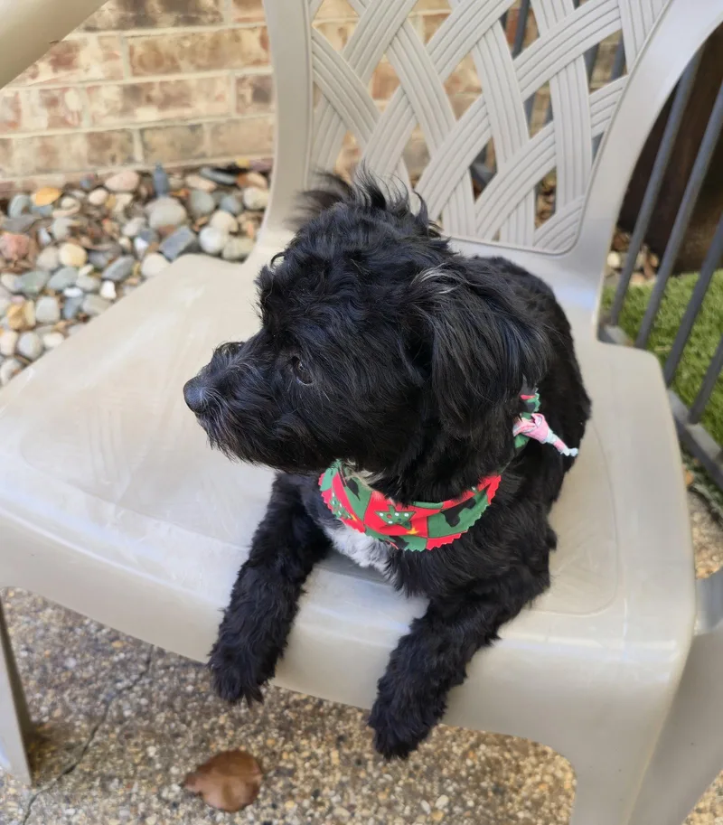 A young small-sized male Schnauzer dog named Barley for adoption in Dallas, TX