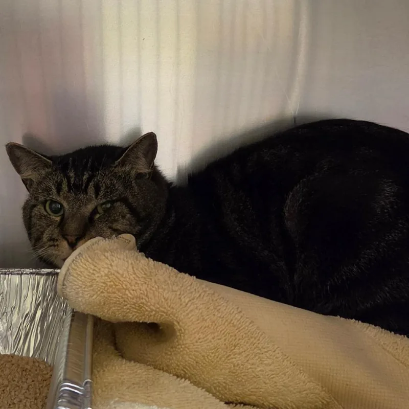 An adult medium-sized male Brown / Chocolate Domestic Short Hair cat named Morph for adoption in Asheville, NC