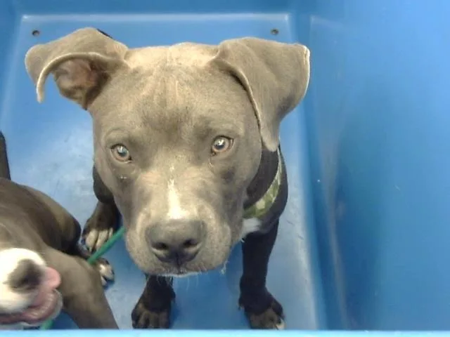 A young large-sized male Mixed Breed dog named Worm for adoption in Dallas, TX