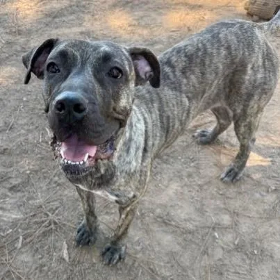An adult large-sized female Brindle Mastiff dog named Gigi for adoption in Birmingham, AL