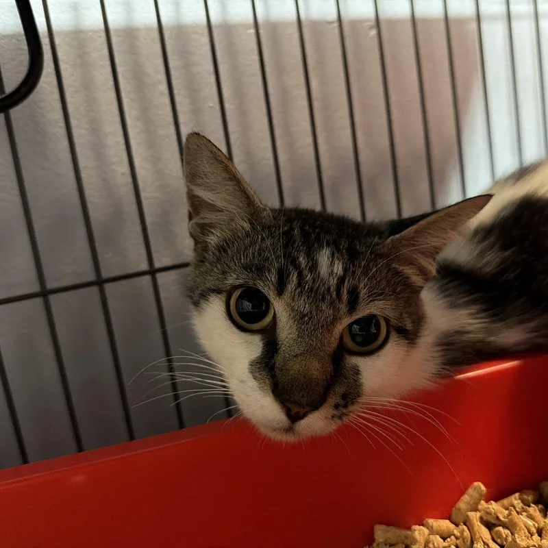 An adult medium-sized female Brown / Chocolate Domestic Short Hair cat named Cali for adoption in Port Charlotte, FL