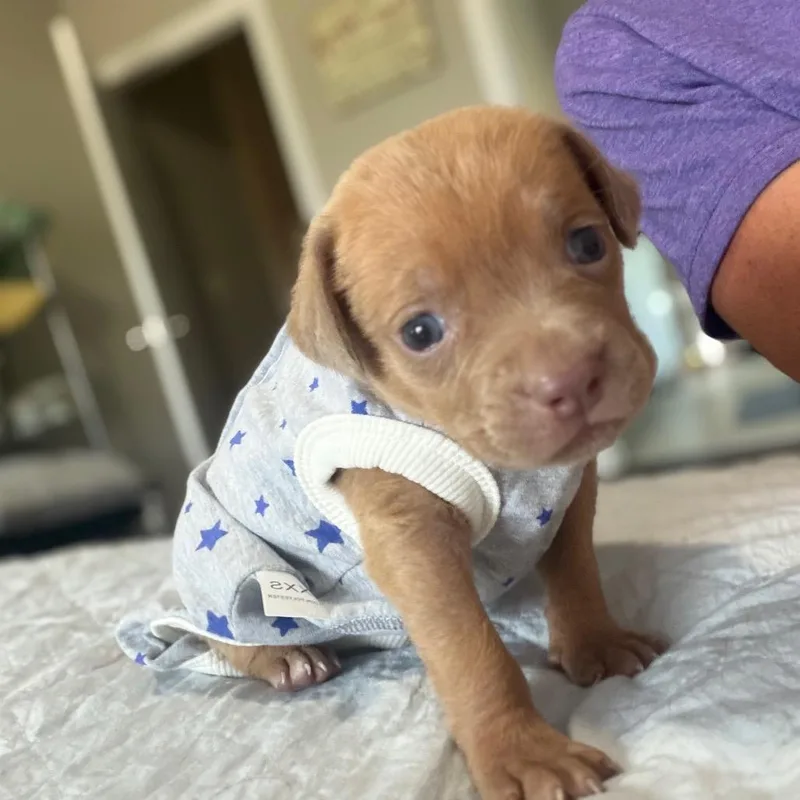 A baby small-sized female Yellow / Tan / Blond / Fawn Mixed Breed dog named Chance for adoption in Enterprise, AL
