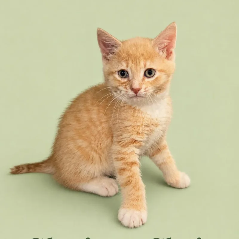 A baby small-sized male Buff / Tan / Fawn Domestic Short Hair cat named Glorious Chris for adoption in Fredericksburg, VA