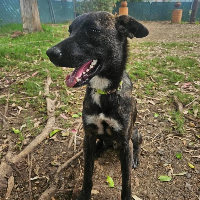 A young medium-sized male Brindle Mixed Breed dog named Terry for adoption in Bend, OR