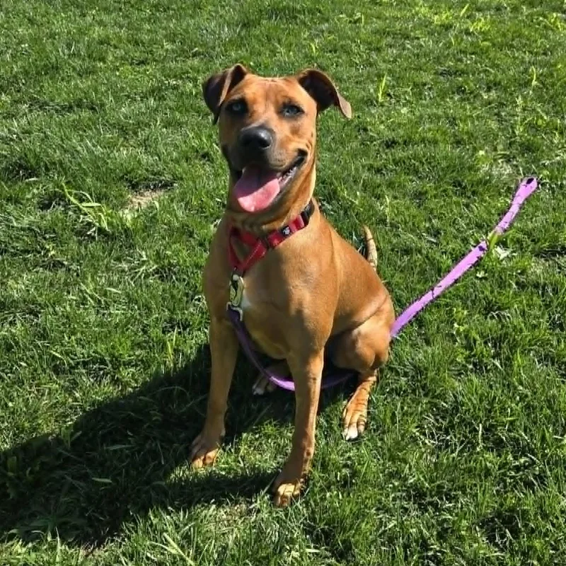A baby large-sized female Mixed Breed dog named Jazmin for adoption in Watertown, WI