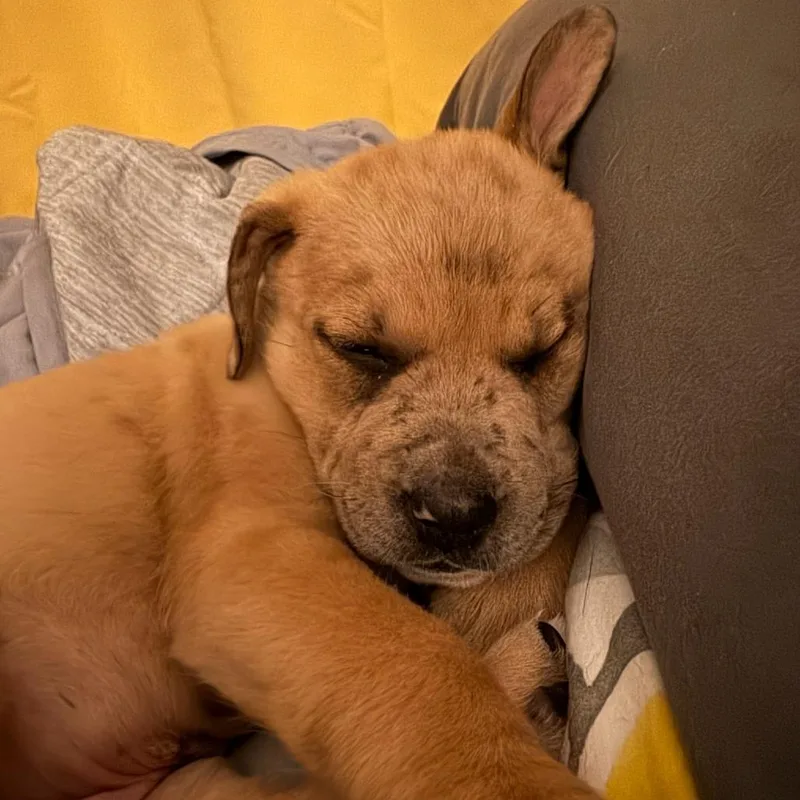 A baby medium-sized male Yellow / Tan / Blond / Fawn Pit Bull Terrier dog named Baguette D for adoption in Minnetonka, MN