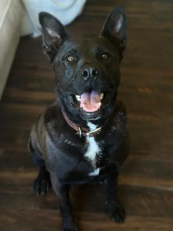 An adult large-sized male Black Australian Kelpie dog named Max for adoption in renton, WA