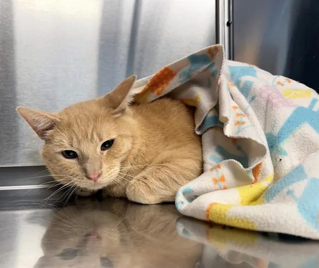 A young medium-sized male Domestic Short Hair cat named Sky for adoption in Minneapolis, MN