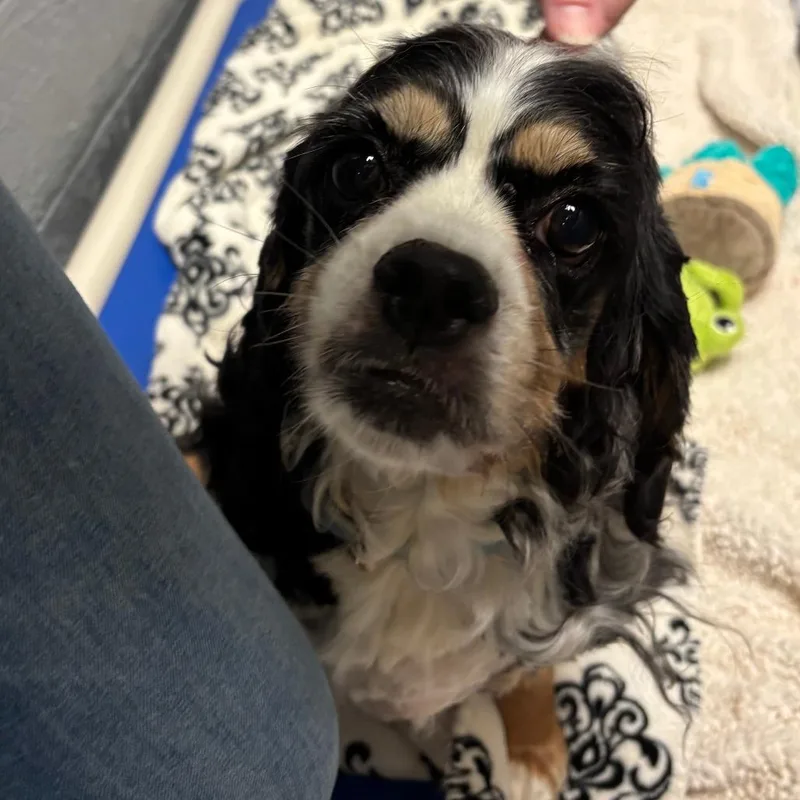 A senior medium-sized female Black Cocker Spaniel dog named Gwennie D for adoption in Lebanon, TN
