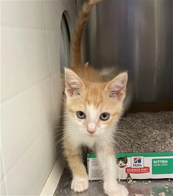 A baby small-sized male Domestic Short Hair cat named Twix for adoption in Rancho Cucamonga, CA