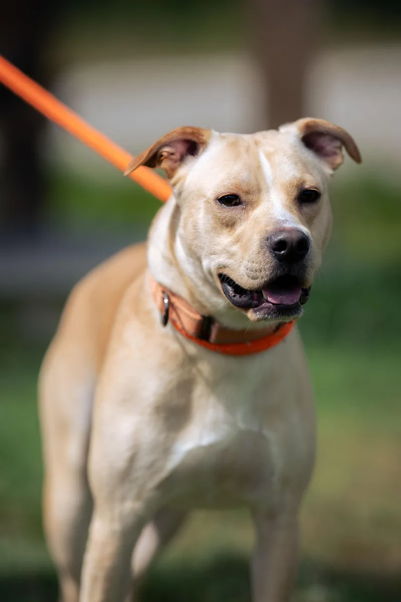 A young medium-sized male Yellow / Tan / Blond / Fawn Yellow Labrador Retriever dog named Biscuit for adoption in Paris, ME