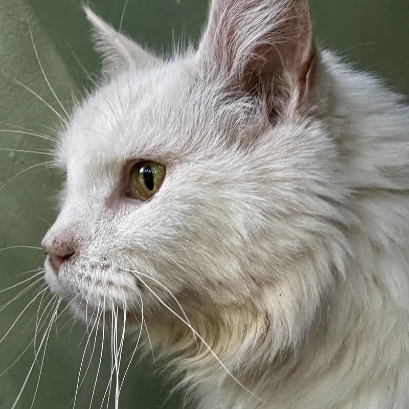 Guinevere thumbnail 2